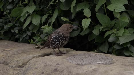 Young-starling-on-a-garden-wall-medium-shot