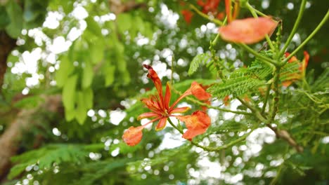 Wunderschöne-Rote-Blumen-Auf-Einem-Gesunden-Grünen-Huacachina-Baum-In-Curacao---Nach-Oben-Neigen