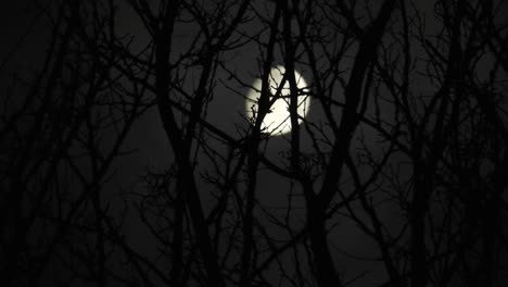 Moon-behind-the-branches-of-a-tree-with-clouds-passing