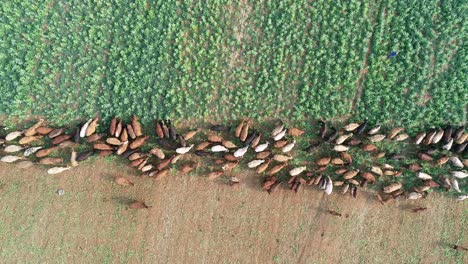 Luftaufnahme-Eines-Streifens,-Der-Von-Einer-Rinderherde-Mit-Beweglichen-Elektrozäunen-Auf-Einer-Ländlichen-Farm-In-Südafrika-Beweidet-Wird