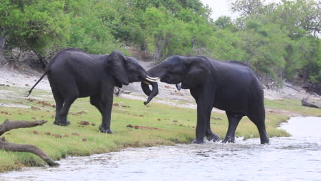 Two-grappling-African-Bush-Elephants-emerge-from-the-Chobe-River