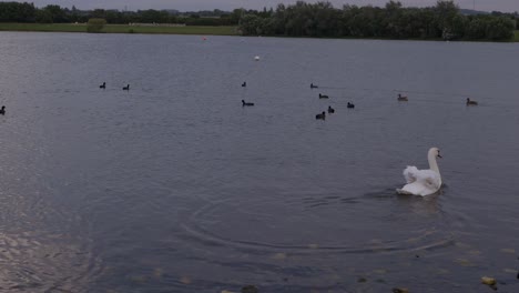 Weiße-Schwäne-Und-Wasservögel-Schwimmen-In-Der-Abenddämmerung-Auf-Einem-See,-Weite-Landschaftsaufnahme