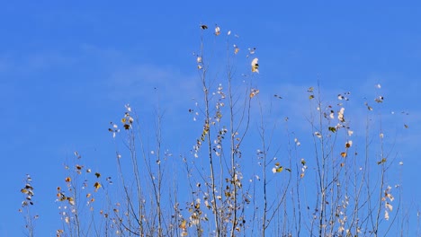 Silberpappelblätter-Im-Herbst,-Die-Vom-Wind-Vor-Einem-Klaren-Blauen-Himmel-Bewegt-Werden