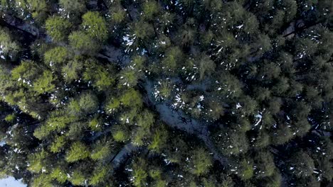 Aerial-Top-Down-shot-above-large-pine-trees-covered-with-patches-of-Melted-snow-after-a-snowfall-in-the-evening-during-the-winters,-shot-with-a-drone-in-4k