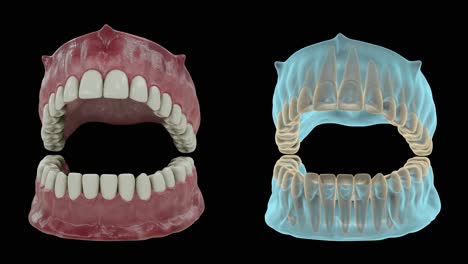 Schöne-Weiße,-Saubere-Zähne,-Nahaufnahme-Mit-Röntgenansicht,-3D-Animation-Mit-Alpha-Matte