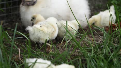 Pollos-Jóvenes-Activos-En-Cámara-Lenta-Jugando-En-El-Campo-De-Hierba-Al-Aire-Libre-En-Tierras-De-Cultivo