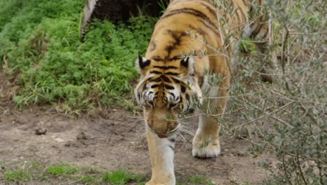 Tiger-Läuft-In-Zeitlupe-Auf-Der-Suche-Nach-Nahrung