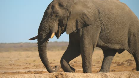 Afrikanischer-Buschelefant,-Der-Durch-Die-Trockengebiete-Des-Kalahari-Wildreservats-In-Botswana-Läuft
