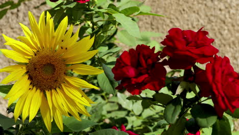 Nahaufnahme-Eines-Roten-Rosenstrauchs-Und-Einer-Sonnenblume-Mit-Insekten