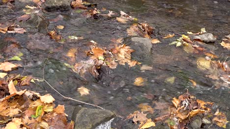 Goldene-Herbstblätter,-Die-Im-Bachwasser-Aus-Nächster-Nähe-Vorbeifließen