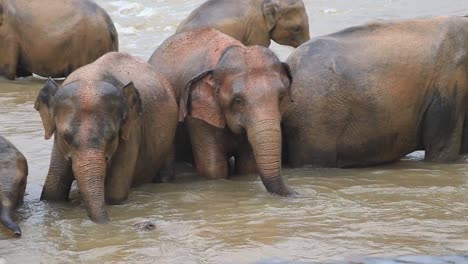 Telephoto-of-group-of-elephants-bathing-in-a-river