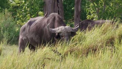 Toro-De-Búfalo-Africano-Con-Picabueyes-De-Pico-Rojo-Alimentándose-De-La-Hierba-Verde-Fresca-En-El-Delta-Del-Okavango,-Botswana