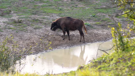 European-bison-standing-by-a-muddy-stream,sniffing,Czechia