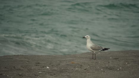 Single-seagull-standing-on-sandy-beach-searching-for-food