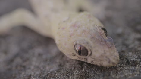Hausgecko-Augen-Nahaufnahme,-Die-Auf-Einem-Felsen-Liegt