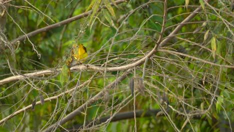 Yellow-bird-sitting-on-a-tree-branch-with-a-green-background,-close-up-shot,-conservation-concept