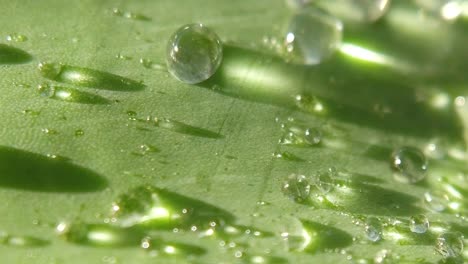 Klarer-Wasserkristall-Aus-Regnerischen-Tropfen-Auf-Grünen-Blättern-Einiger-Blumen-In-Einem-Garten-Im-Freien-An-Einem-Sonnigen-Frühlingstag