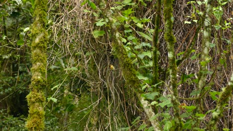 Pájaro-Papamoscas-Panameño-Saltando-En-Tierras-Forestales-Entre-árboles