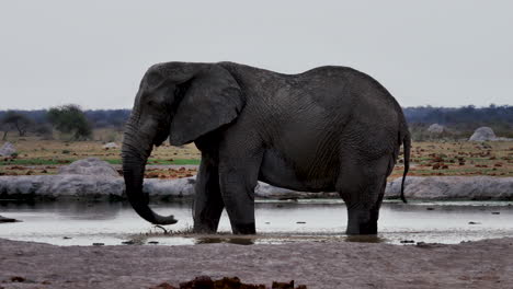 Elefante-Bañándose