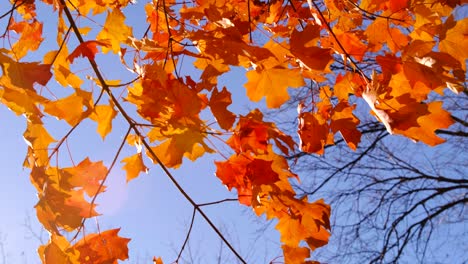 Wunderschöne-Warme-Orangefarbene-Blätter-Wehen-Langsam-Im-Sanften-Herbstwind