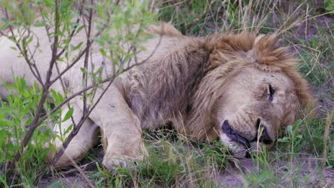 Wild-Male-Lion-Sleeping-on-Botswana-Savanna,-Medium-Shot