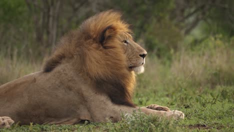 Large-majestic-male-Black-Mane-Lion-looks-to-right-of-bushland-frame