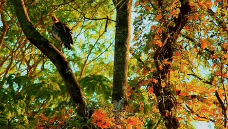 Ein-Ausgewachsener-Schwarzkopf-Ibis-Putzt-Sich-In-Der-Spitze-Eines-Baumes-Mit-Grünen-Und-Orangefarbenen-Farben