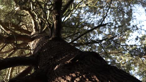 Pine-tree-trunk-close-up-low-angle-rotating-shot