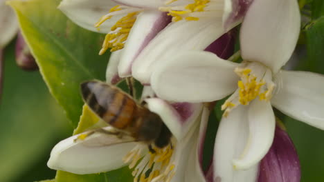 Eine-Makroaufnahme-Einer-Honigbiene,-Die-An-Einem-Strahlend-Sonnigen-Tag-Pollen-Aus-Einem-Sprießenden-Zitronenbaum-Extrahiert