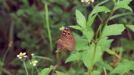 Nahaufnahme-Eines-Schmetterlings-Auf-Dem-Grünen-Blatt-Und-Kleine-Blume-In-Der-Natur-Weit