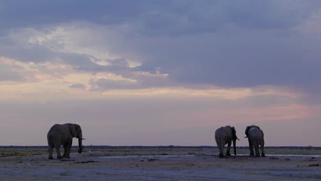 Elefantes-Africanos-De-Pie-Junto-A-Un-Abrevadero-En-Un-Día-Lluvioso---Ancho