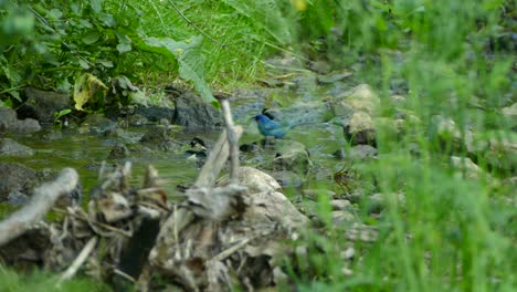 Blue-and-aqua-bird-hops-off-a-rock-into-a-stream-and-bathes-itself-before-taking-flight