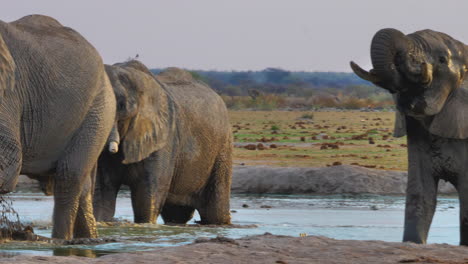 A-heard-of-beautiful-Elephants-enjoying-themselves-in-the-watering-hole-during-a-hot-sunset---close-up-pan