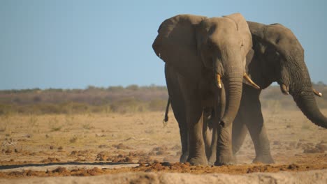 Dos-Elefantes-Africanos-Caminando-Por-La-Sabana-Seca-Hacia-La-Cámara
