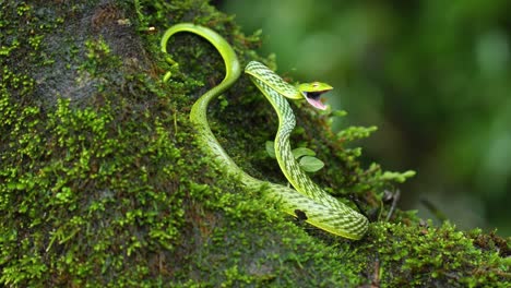 A-Green-vine-snake-in-a-attacking-posture-with-its-mouth-wide-open-showing-its-pink-interiors-in-the-Western-Ghats-of-India-moving-its-head,-on-a-moss-covered-wooden-tree-trunk-in-a-ever-green-forest