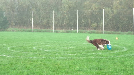 Border-Collie-Hund-Springt-Und-Fängt-Einen-Frisbee-Auf-Gras---Zeitlupenaufnahme