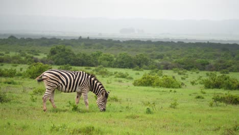 Zebra-eats-grass-on-wet-African-savanna,-vehicles-on-road-in-distance