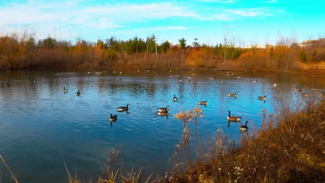 Landscape-with-Canada-geese-swimming-in-pond.-Static