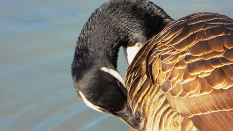Canadian-goose-grooming-itself.-Handheld,-close-up