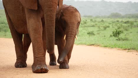 Mother-elephant-and-her-calf-walk-along-dirt-road-in-African-rain