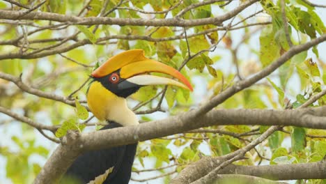 Closeup-of-a-Female-Great-Pied-Hornbill-who-is-on-a-fig-Tree-trying-to-clean-its-huge-beak-of-the-left-overs-of-its-earlier-meal,-it-has-a-beautiful-white,-Red-eye-found-in-the-Western-Ghats-of-India