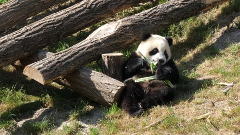 Lindo-Oso-Panda-Comiendo-Bambú.-Estático,-ángulo-Alto