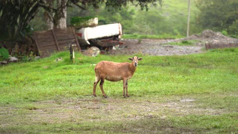 Lonely-goat-in-farm.-Goat-staring-at-camera
