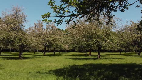 Pan-of-a-beautiful-green-sunny-orchard-with-pink-apple-blossom-trees,-Somerset