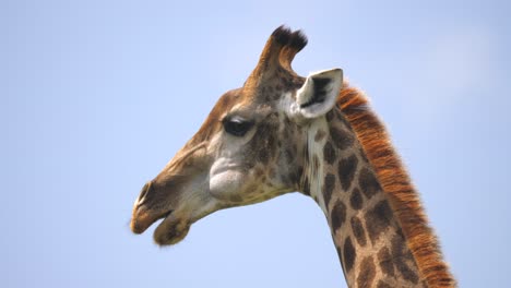 Closeup-profile-view-of-giraffe-chewing