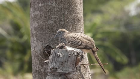 Mother-dove-and-her-baby-pose-in-the-nest-made-in-the-tree