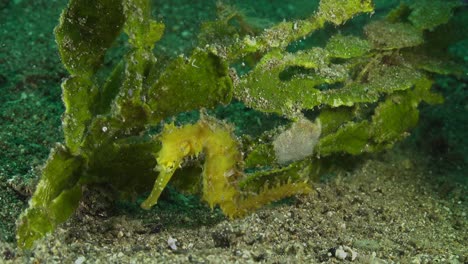 Yellow-thorny-seahorse-in-front-of-sea-grass
