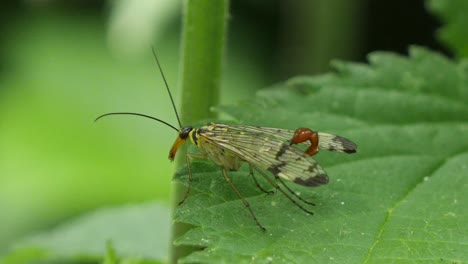 Macro-shot-of-european-scorpionfly-resting-on-green-plant-in-forest,static