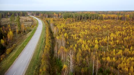 Beautiful-aerial-footage,-flying-over-colorful-autumn-forest-with-yellow-birches-and-firs,-cars-moving-on-the-road,-wide-angle-drone-shot-moving-backwards