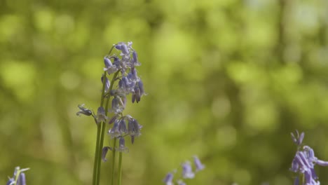 Bluebells-in-close-up-in-the-sunlight-with-shadows